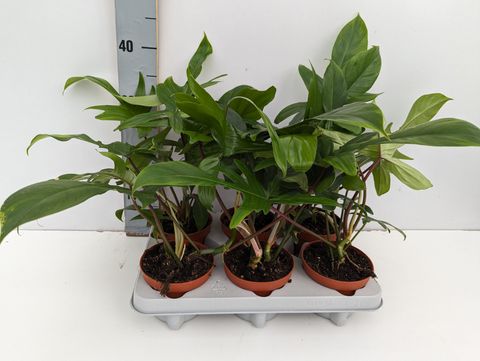 Philodendron FLORIDA GREEN