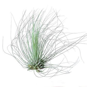 Tillandsia argentea