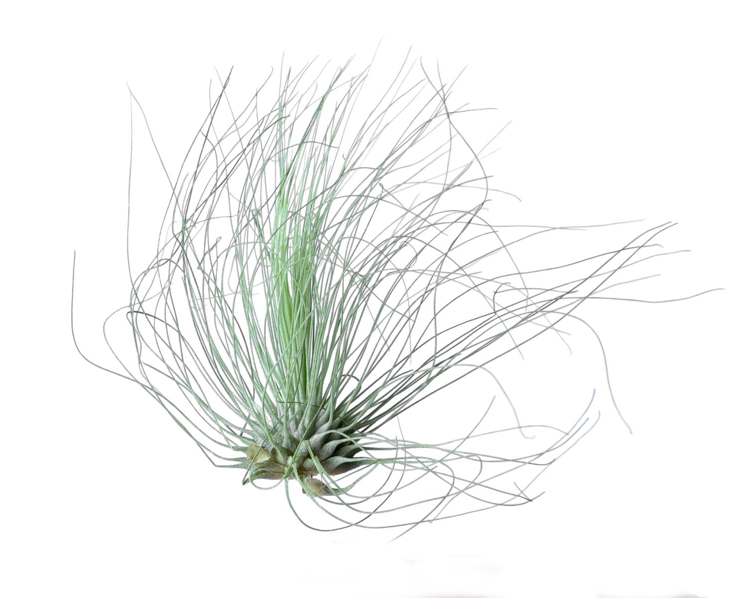 Tillandsia argentea — Plant Wholesale FlorAccess