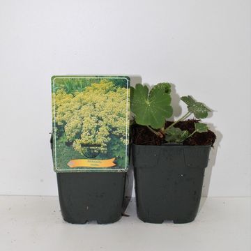 Alchemilla mollis