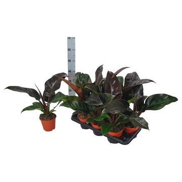 Philodendron 'Imperial Red'