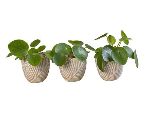 Pilea peperomioides