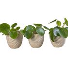 Pilea peperomioides