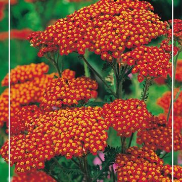 Achillea 'Safran'