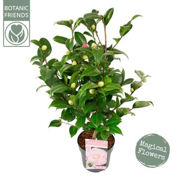 Camellia japonica 'Nuccio's Cameo'