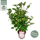 Camellia japonica 'Nuccio's Cameo'