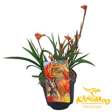 Anigozanthos 'Orange Glow'