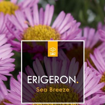 Erigeron glaucus 'Sea Breeze'