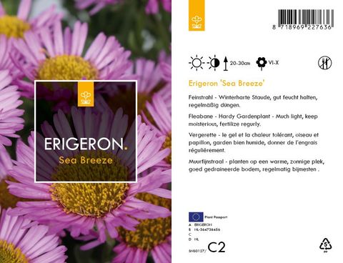 Erigeron glaucus 'Sea Breeze'