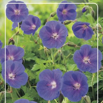 Geranium 'Johnson's Blue'