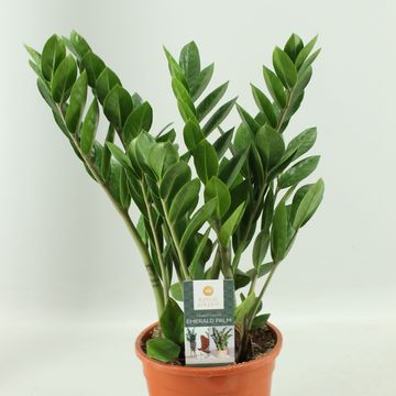 Zamioculcas zamiifolia