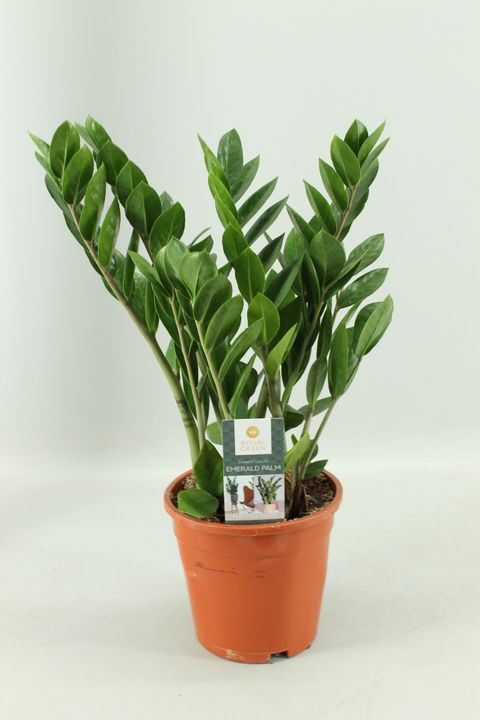 Zamioculcas zamiifolia