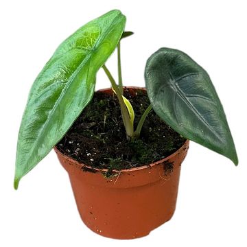 Alocasia venusta