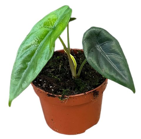 Alocasia venusta