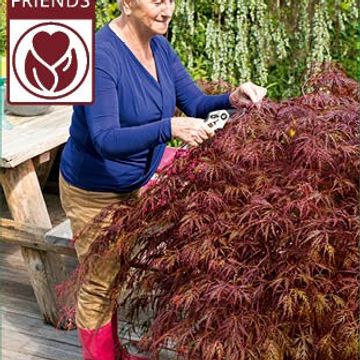 Acer palmatum 'Garnet'