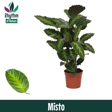 Calathea 'Misto'