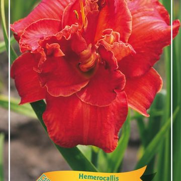 Hemerocallis 'Moses' Fire'