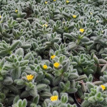 Delosperma echinatum