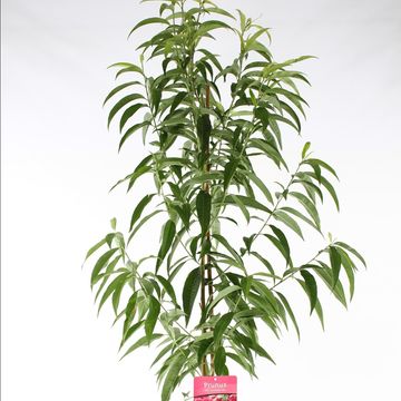 Prunus persica TAOFLORA RED