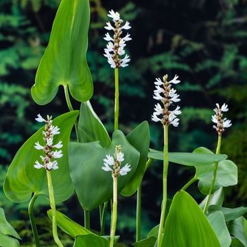 Pontederia cordata 'White Pike'