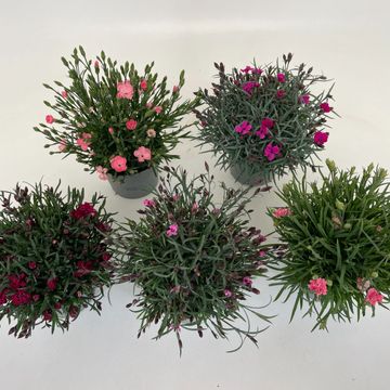 Dianthus chinensis MIX