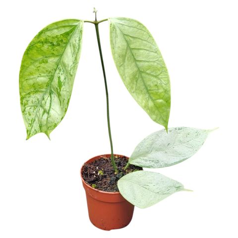 Hoya coriacea SILVER