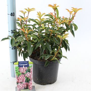 Kalmia latifolia 'Carousel'