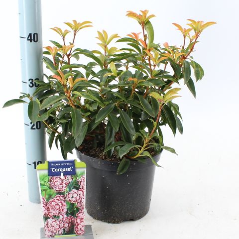 Kalmia latifolia 'Carousel'