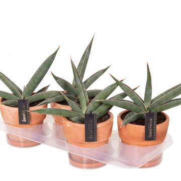 Sansevieria 'Almond Silver'