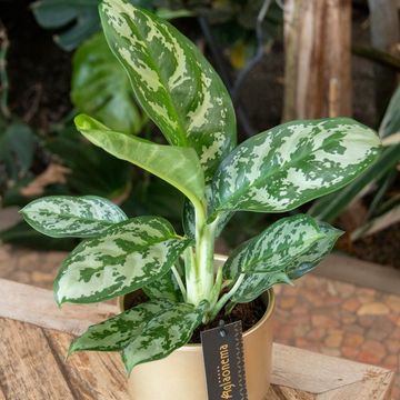 Aglaonema 'Amazon Silver'