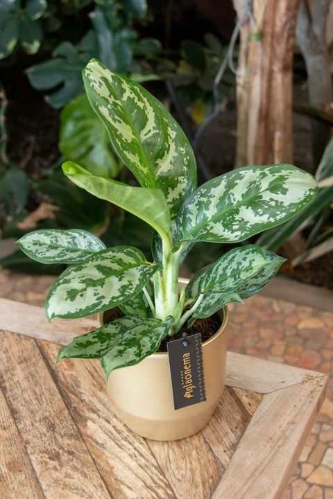 Aglaonema 'Amazon Silver'