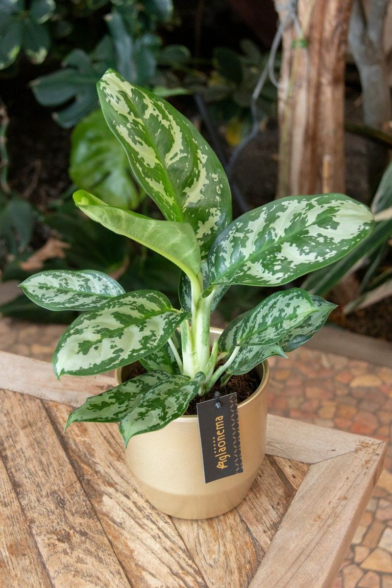 Aglaonema 'Amazon Silver'  Plant Wholesale FlorAccess
