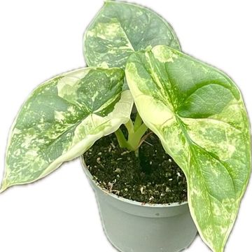 Alocasia 'Silver Dragon Albo Variegata'