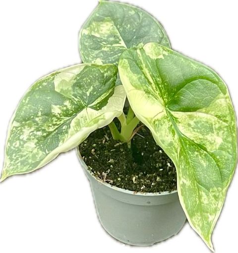Alocasia 'Silver Dragon Albo Variegata'