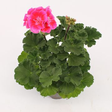 Pelargonium VINETA
