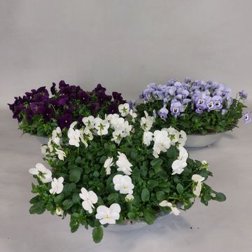 Viola CORNUTA MIX
