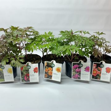 Paeonia ITOH MIX