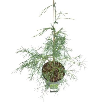 Chamaecyparis lawsoniana 'Drooping Solo'