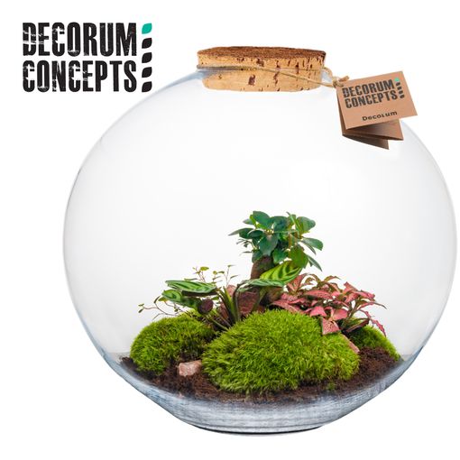 Arrangement Terrarium