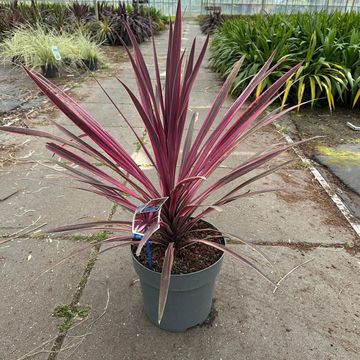 Cordyline 'Paso Doble'