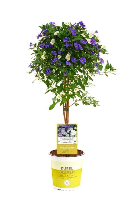 Solanum rantonnetii MIX IN POT