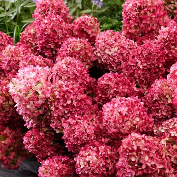 Hydrangea paniculata LITTLE XS RUBY ROSY