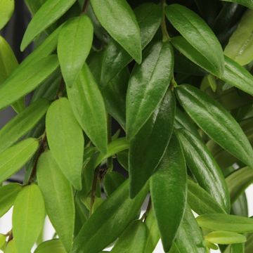 Aeschynanthus 'Japhrolepis'