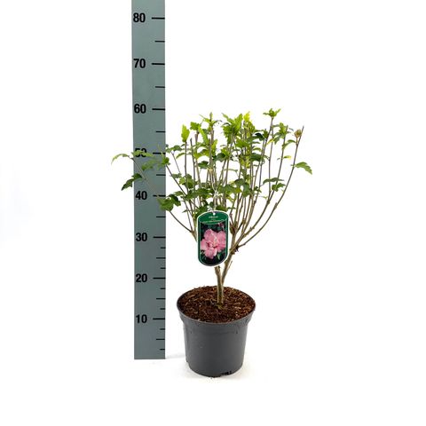 Hibiscus syriacus LAVENDER CHIFFON