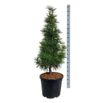 Sciadopitys verticillata 'Joe Kozey'