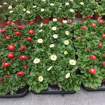 Bellis perennis MIX