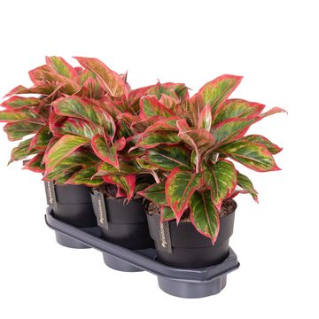 Aglaonema 'Cadmium Red'