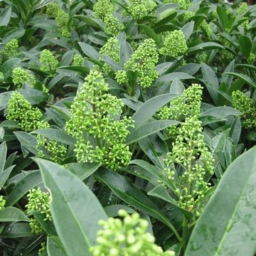 Skimmia x confusa 'Kew Green'