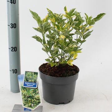 Sambucus nigra 'Madonna'