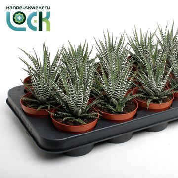 Haworthia fasciata 'Big Band'